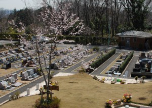 東京都町田市の樹木葬：桜葬en21