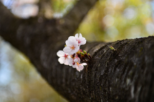 東京都町田市の樹木葬：桜のイメージ