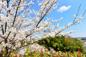 桜のイメージ