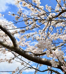 桜イメージ