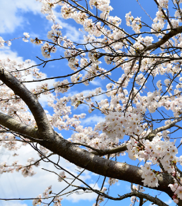 東京都町田市の樹木葬：桜イメージ